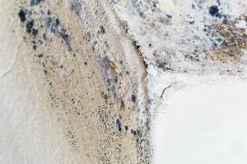 Why You Should Choose Our Mold Remediation Services in Savannah, TX